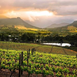 Cape-Winelands