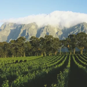south-africa-cape-winelands